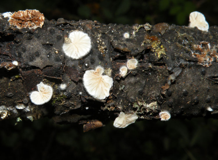 Il solito pasticcione....(Schizopora paradoxa)